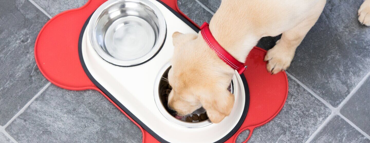 Can you feed an hotsell adult dog puppy food